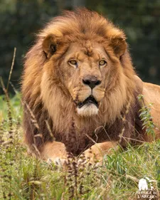 Le Refuge de l'Arche perd Baringo, son emblématique lion, mort à...